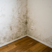Wilmington toxic mold lawyers fight for those harmed by toxic mold in their homes.